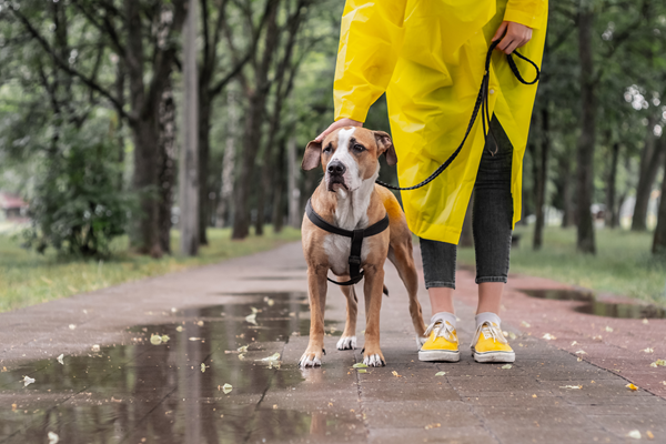 image for Rainy Days and Pet Health