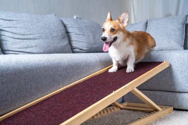 image for Understanding Functional Mobility in Dogs and Cats with Arthritis