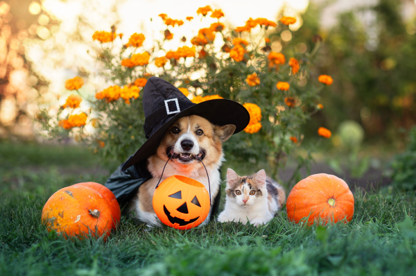 image for Spooked or Serene? Learning to read your pet’s body language can create a Happy Halloween