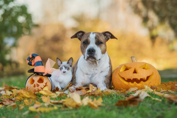 image for More Treats, Fewer Tricks: A Safe Halloween with Your Pet